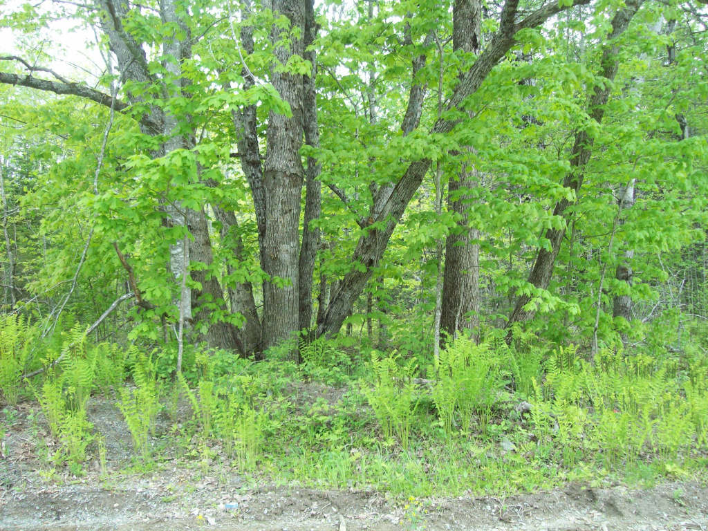 Thomas Hill Road, Lee, Maine 04455, ,Land,Active,Thomas Hill,1009