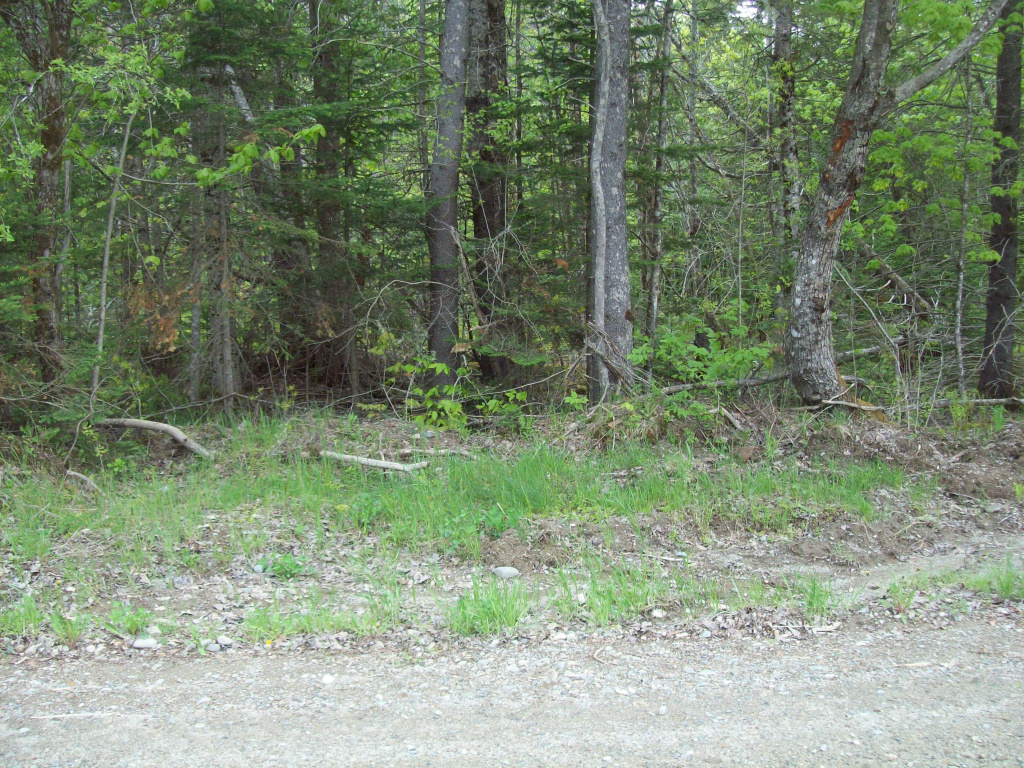 Thomas Hill Road, Lee, Maine 04455, ,Land,Active,Thomas Hill,1009