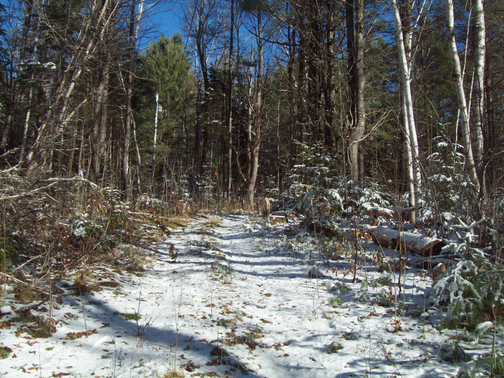 51 & 53 Andrews Road, Drew PLT, Maine 04497, 4 Bedrooms Bedrooms, 6 Rooms Rooms,1 BathroomBathrooms,House,Active,Andrews,1012